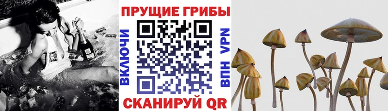 Псилоцибиновые грибы GOLDEN TEACHER  купить наркотики сайты  Себеж 